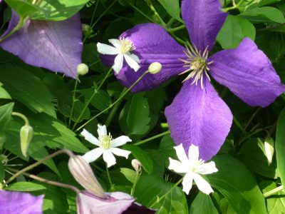 Unterschiedliche Blütengrößen: Clematis Jackmanii und Paul Farges