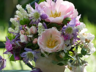 Frühjahrsblühende Clematis können gut mit Blumenzwiebeln wie Tulpen und Muscari kombiniert werden