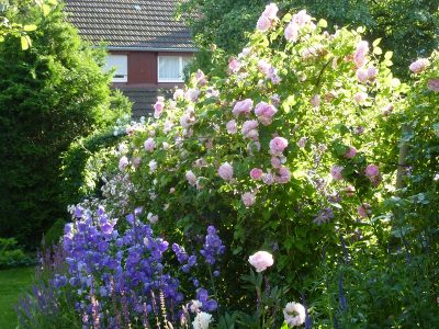 Tag der offenen Gartentür - Rosenblüte im Garten Niemela