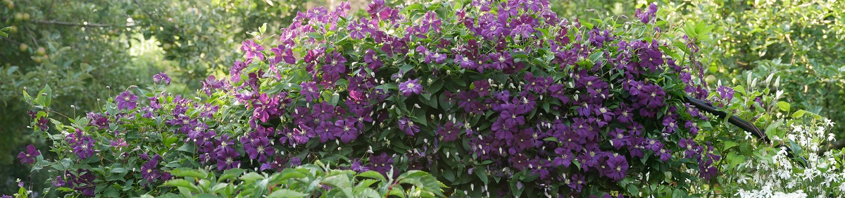 Clematis viticella Etoile Violette - kräftiger Rückschnitt führt zu üppigem Wachstum
