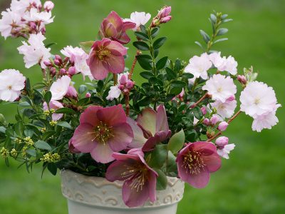 Helleborus Ice 'n Roses Rose mit Kirschblüten
