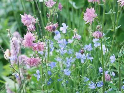 LG Smart Garden Kopie: Aquilegia vulgaris ‘Rose Barlow’, Linum perenne ‘Nanum Saphir’