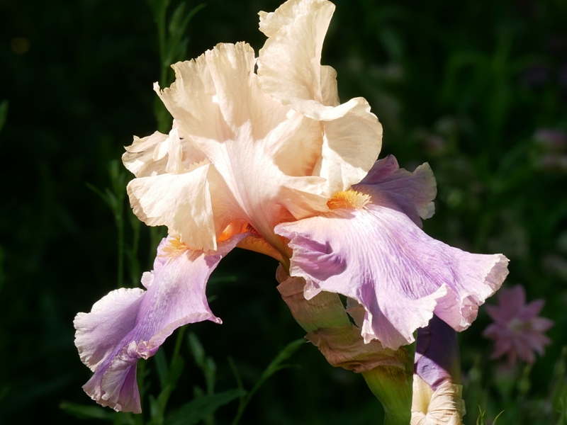Iris barbata elatior ‘Discovered Treasure’