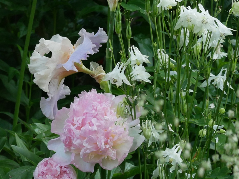 Paeonia lactiflora ‘Bella Rosa’, Iris barbata elatior ‘Celebration Song’, Briza media ‘Limouzi’