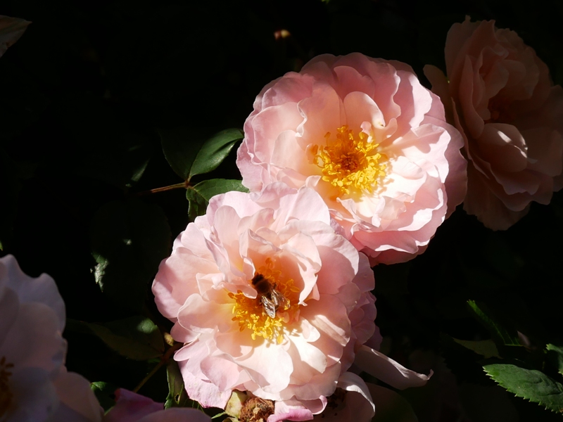 Rose Fritz Nobis - die ungefüllten und halbgefüllten Rosenblüten sind bei den Bienen sehr beliebt.