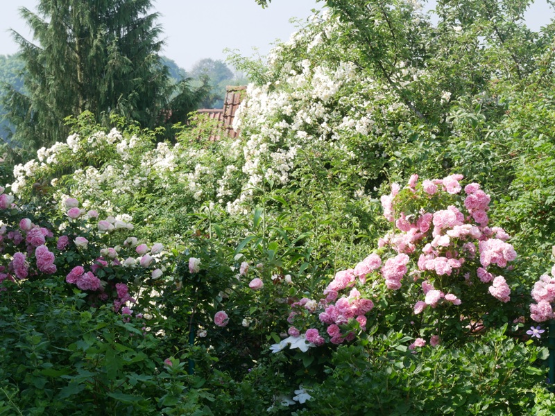Die rahmweiße Ramblerrose Lykkefund und die Kletterrose Uetersens Rosenprinzessin