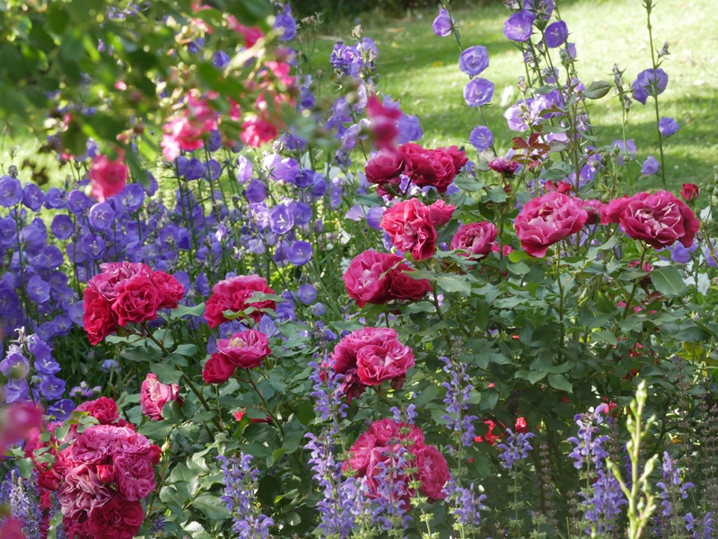 Die richtigen Begleitpflanzen unterstreichen die Schönheit der Königin der Blumen: Die Rose Rouge Meilove mit Campanula persicifolia Blue Bloomers
