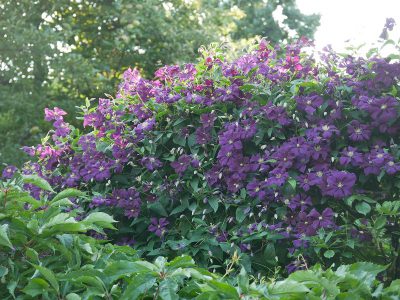 Clematis viticella ‘Etoile Violette’