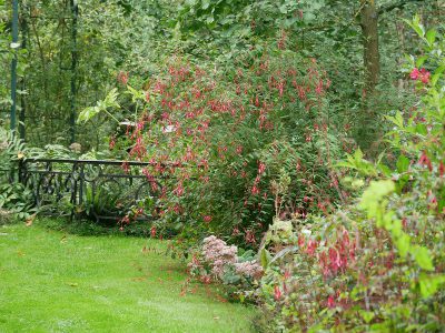 Les Jardins d'Angélique Freilandfuchsien im romantischen Garten