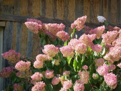 Les Jardins du Pays d'Auge - Ideale Bedingungen lassen die Hortensien in beeindruckende Höhen wachsen