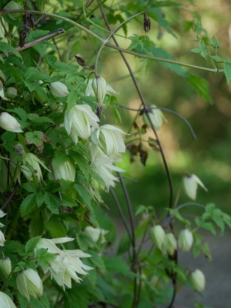Clematis fauriei Albina Plena