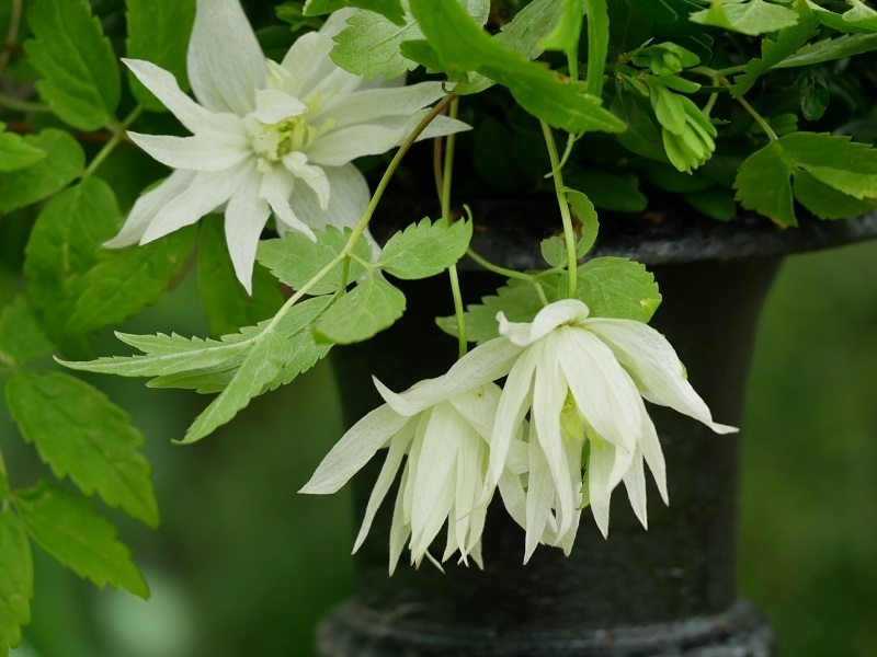 Strauß Clematis fauriei Albina Plena, Tulpe Merry Christmas, weiße Muscari