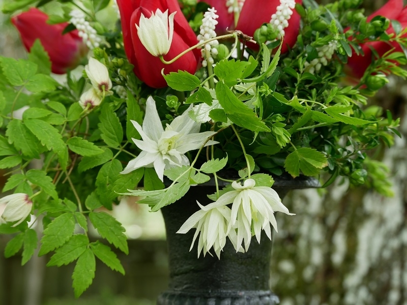 Strauß Clematis fauriei Albina Plena, Tulpe Merry Christmas, weiße Muscari
