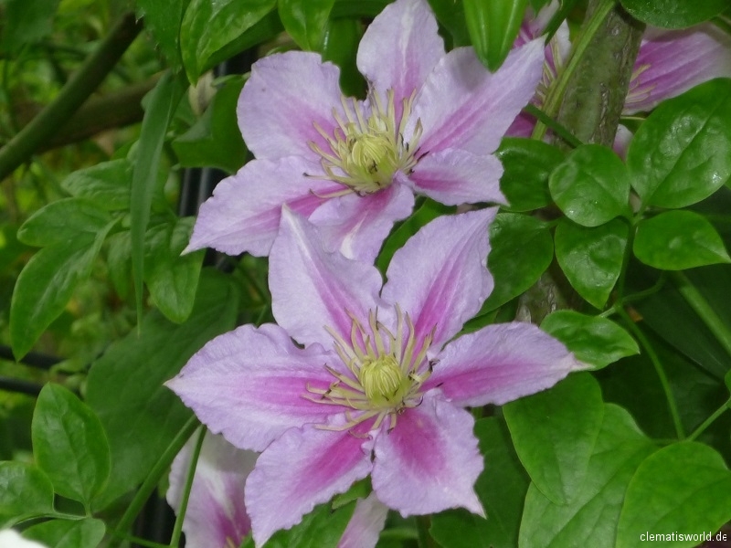 zweifarbige Blüten bei Clematis Piilu