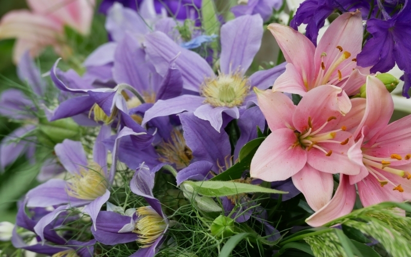 Clematis als Schnittblume Archive • clematisworld