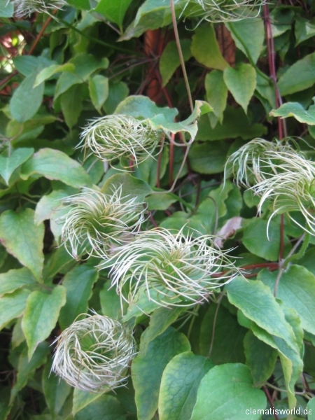 Clematis schneiden ist gar nicht so schwierig. Wir zeigen wie's geht.