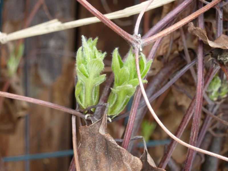 35+ Clematis Zurückschneiden Oder Nicht, Alles wichtige zu