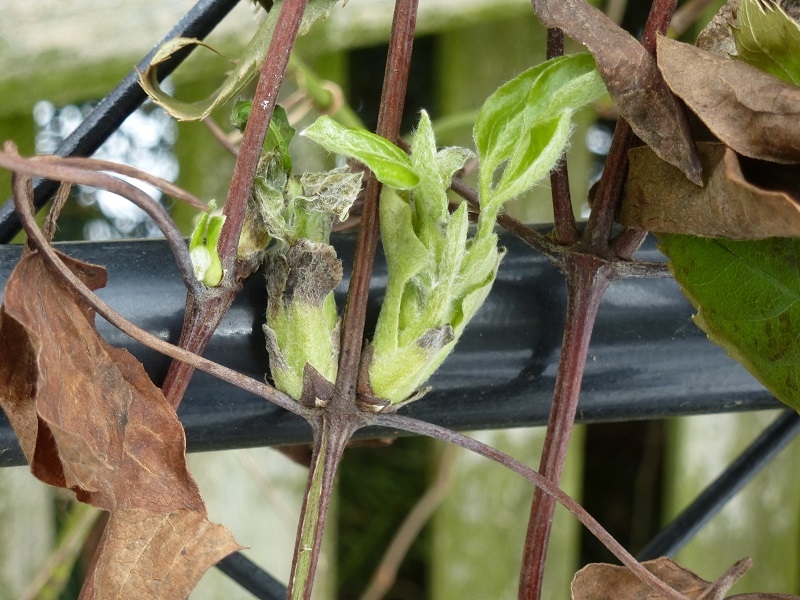 Clematis schneiden ist gar nicht so schwierig. Wir zeigen wie's geht.