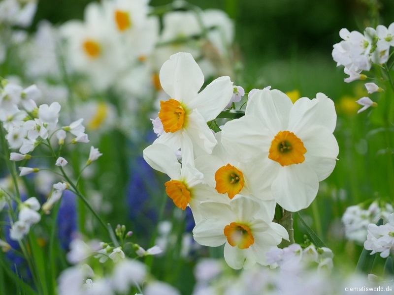 Narcissus Geranium mit Wiesenschaumkraut Cardamine pratense