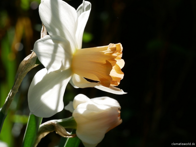 Narcissus Louise de Coligny