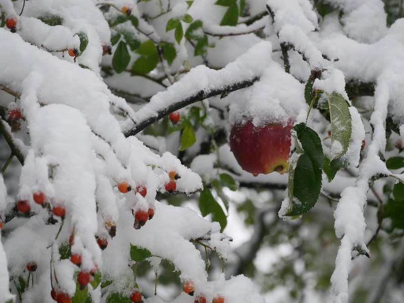 Hagebutten der Ramblerrose Lykkefund im Schnee