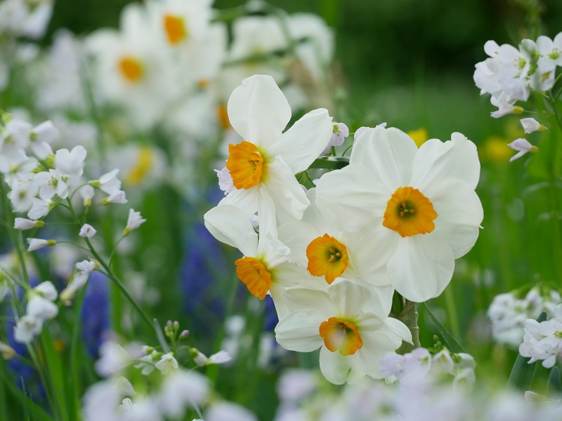Narcissus Geranium mit Wiesenschaumkraut Cardamine pratense