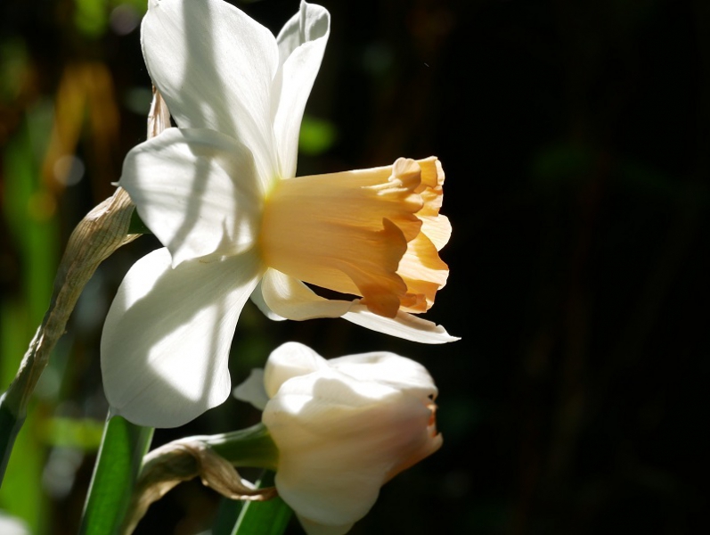 Narcissus Louise de Coligny