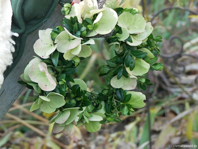 Hortensienkranz
