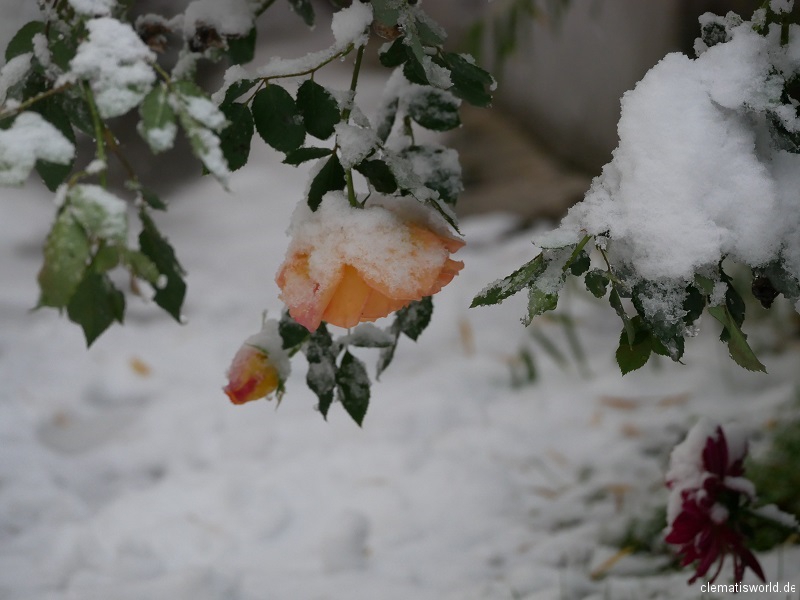 Rose Lady of Shalot im Schnee