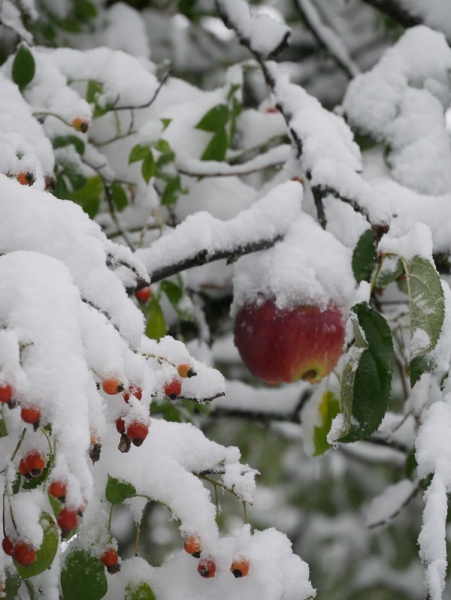 Hagebutten und Apfel im Schnee