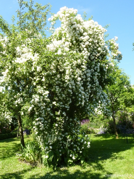 Ramblerrose Lykkefund