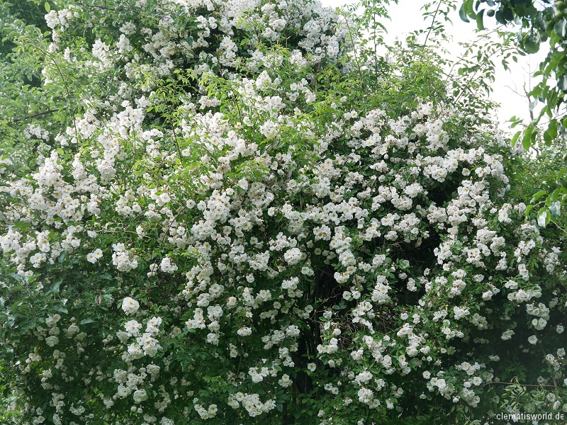 Ramblerrose Lykkefund