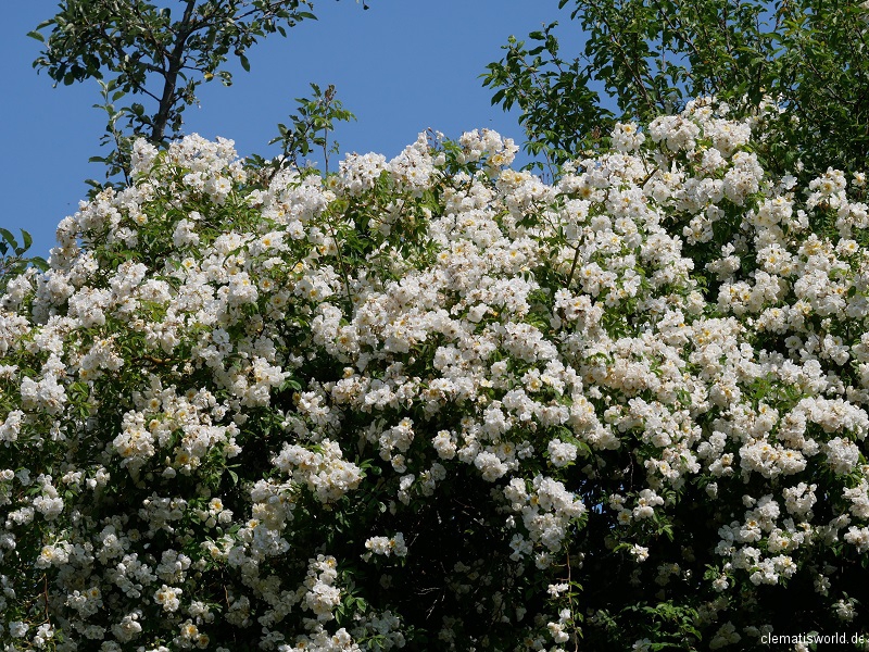 Ramblerrose Lykkefund