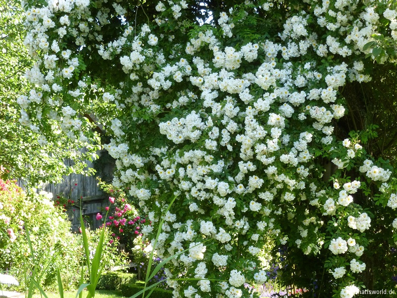 Ramblerrose Lykkefund
