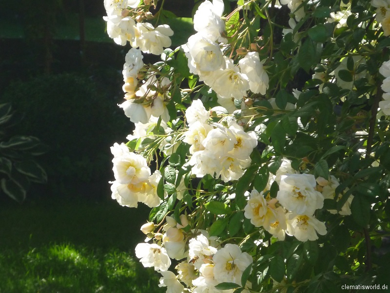 Ramblerrose Lykkefund
