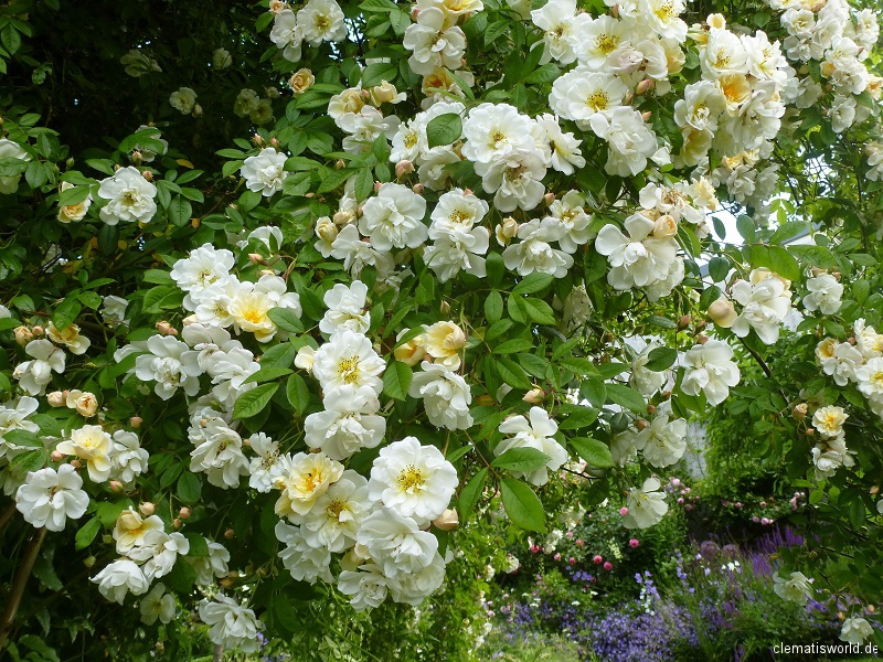 Ramblerrose Lykkefund