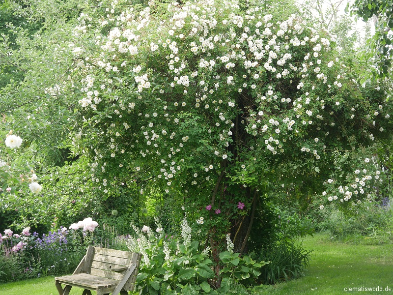 Rose Lykkefund