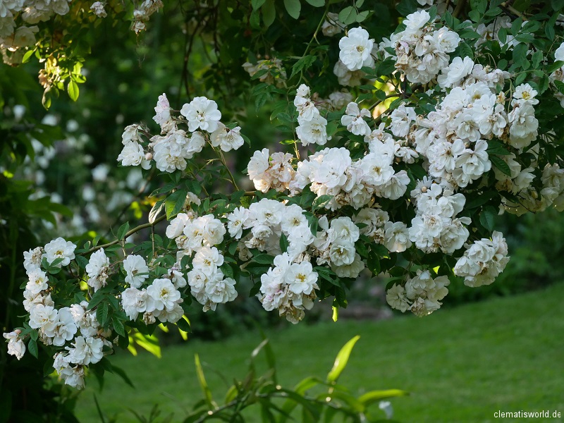 Rose Lykkefund