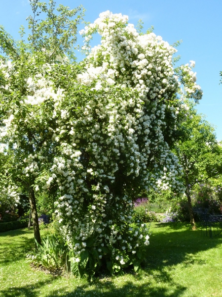 Ramblerrose Lykkefund