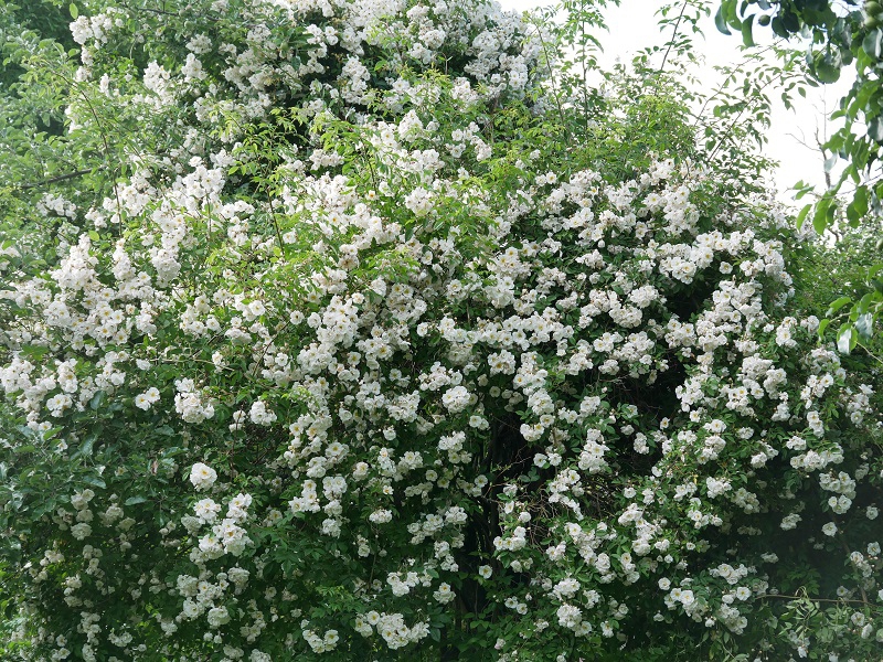 Ramblerrose Lykkefund
