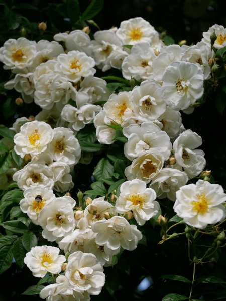 Ramblerrose Lykkefund