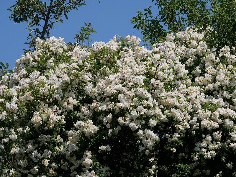 Ramblerrose Lykkefund