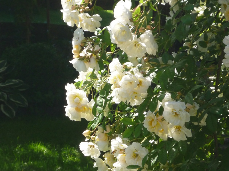 Ramblerrose Lykkefund