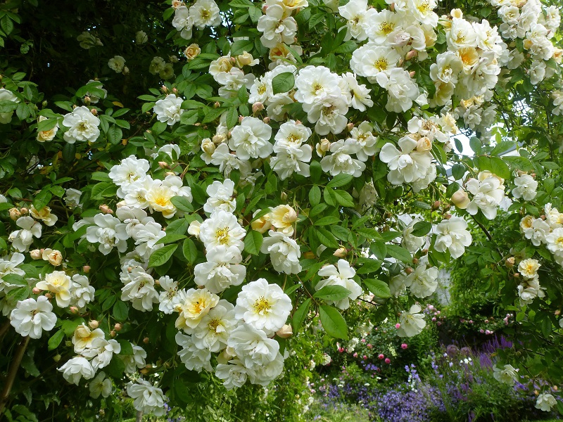 Ramblerrose Lykkefund