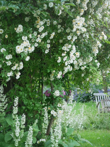 Ramblerrose Lykkefund und Salvia sclarea Vatican White
