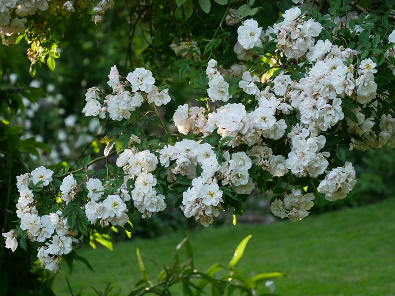 Rose Lykkefund