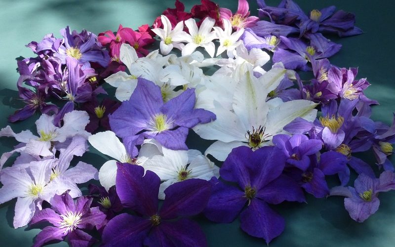 kleine Auswahl an Blütenfarben bei sommerblühenden Clematis