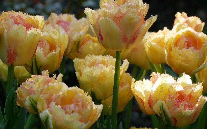 Tulipa Vaya con Dios