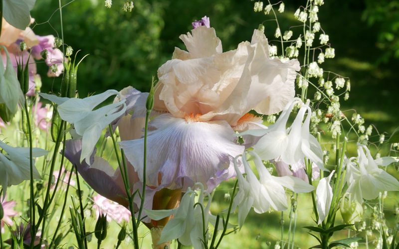 Iris barbata elatior ‘Celebration Song’, Aquilegia vulgaris ‘Alba’, Briza media ‘Limouzi’
