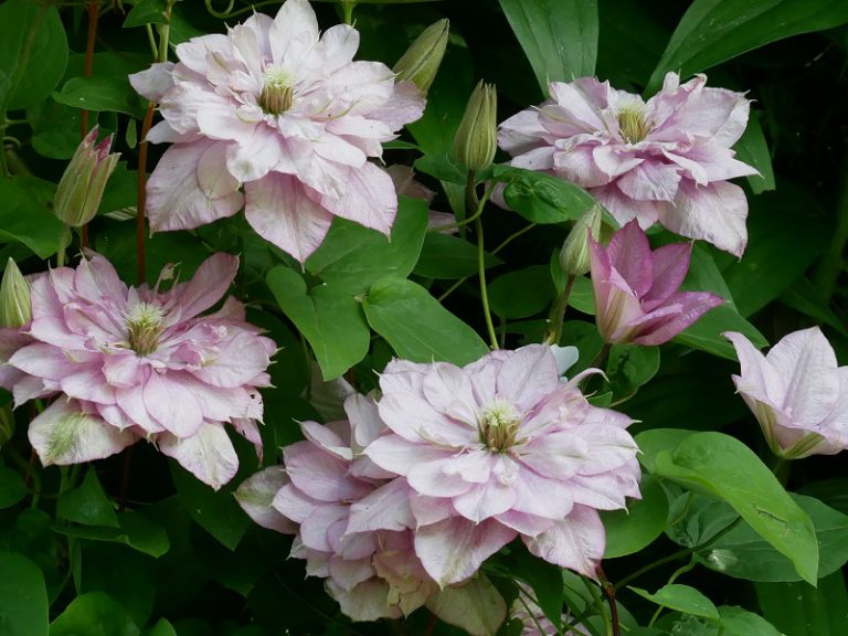 Clematis Im Frühjahr Pflanzen